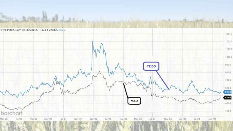 Boletín de Cereales N° 1 Enero 2025 | SNA