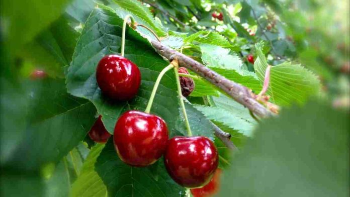 Cereza chilena en China: la Sociedad Nacional de Agricultura (SNA) prevé que los precios "no van a repuntar" a los niveles de 2024
