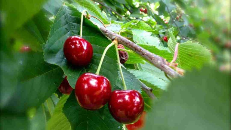 Cereza chilena en China: la Sociedad Nacional de Agricultura (SNA) prevé que los precios "no van a repuntar" a los niveles de 2024