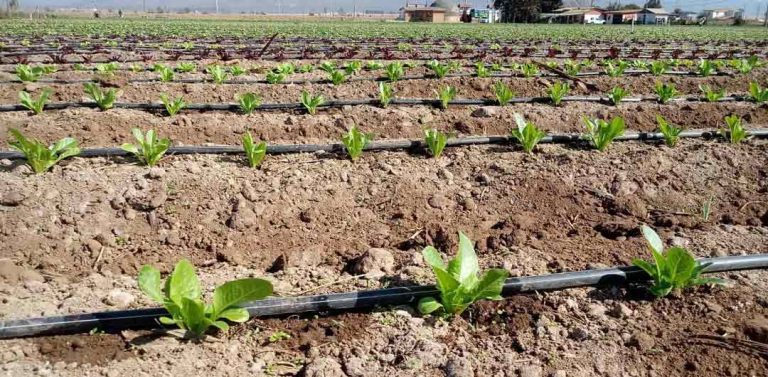 CNR llama a productores agrícolas de Coquimbo a presentar sus iniciativas a concurso de tecnificación para proyectos no seleccionados