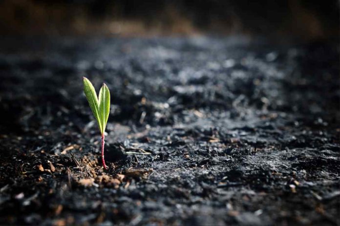 Incendios y microbiomas del suelo