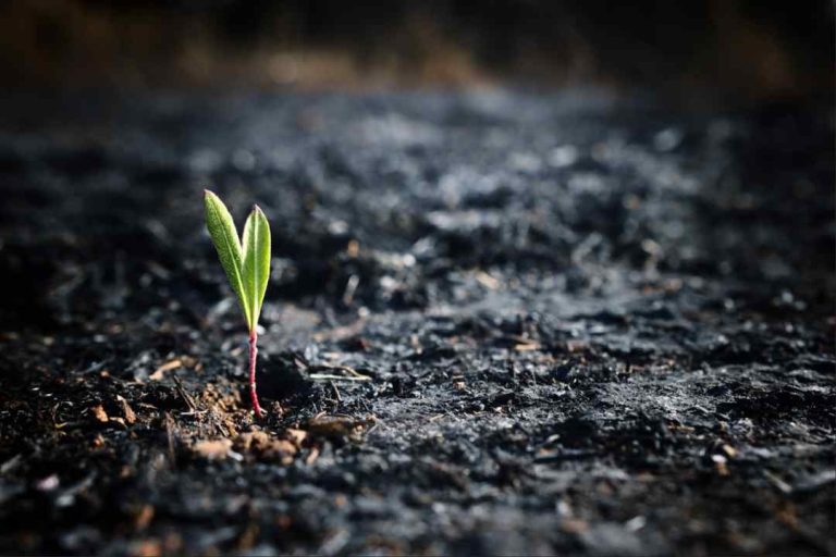 Incendios y microbiomas del suelo
