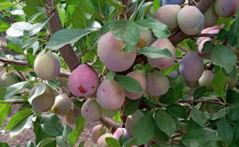 Informe de temporada de dos voces expertas: Huertos de Ciruelas Deshidratadas en Chile