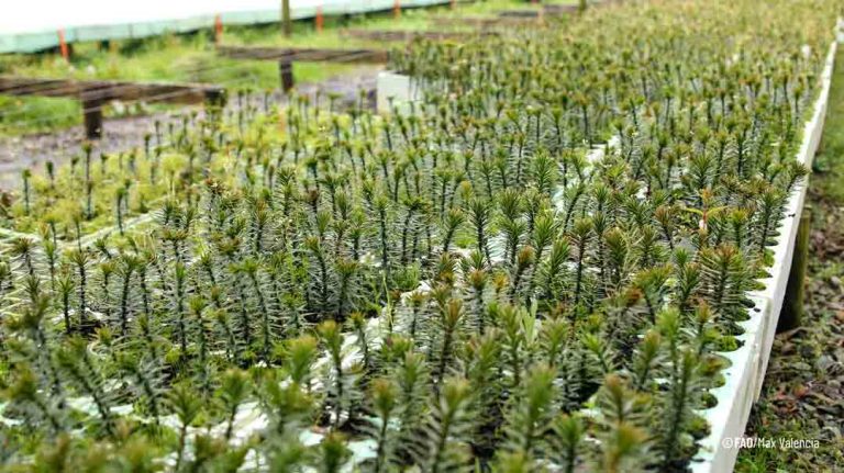 Bosques y avances en Chile