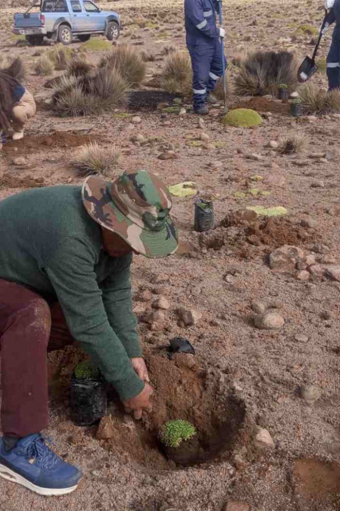 CONAF Y CONADI implementaron obras para el riego ancestral de bofedales en General Lagos