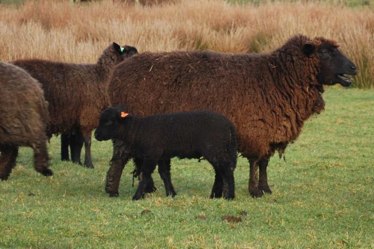 Buscan estrategias para la conservación y gestión de la raza ovina chilota