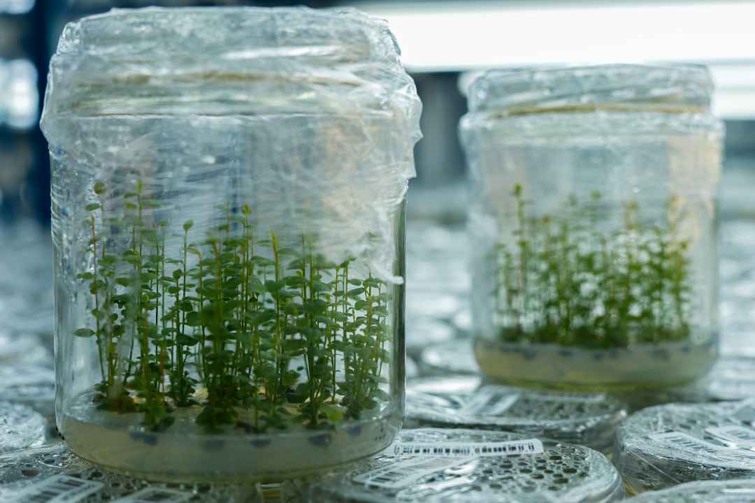 Diagnóstico fitosanitario en arándanos: Multiplex y SynergiaBIO optimizan la certificación de material vegetal