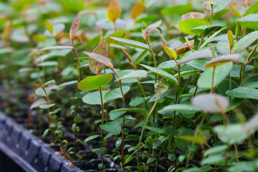Diagnóstico fitosanitario en arándanos: Multiplex y SynergiaBIO optimizan la certificación de material vegetal