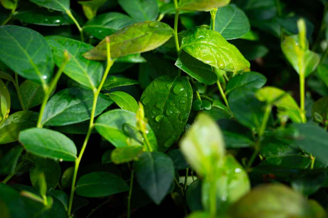Diagnóstico fitosanitario en arándanos: Multiplex y SynergiaBIO optimizan la certificación de material vegetal