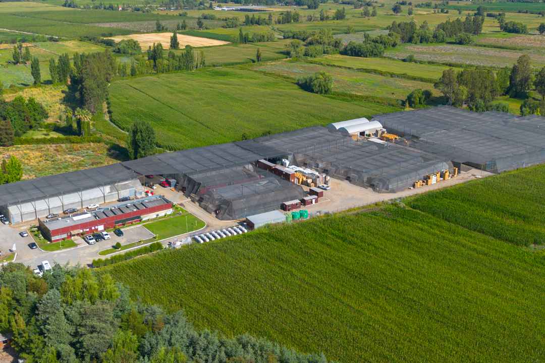 Diagnóstico fitosanitario en arándanos: Multiplex y SynergiaBIO optimizan la certificación de material vegetal