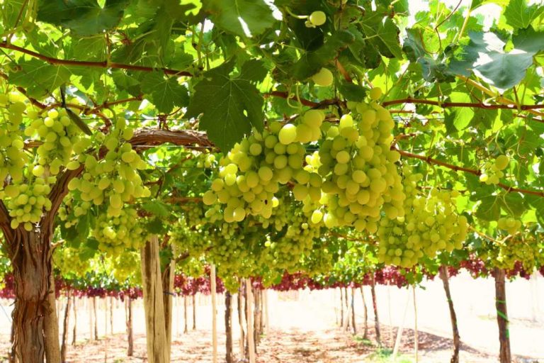 Diversificación de mercados Brasil se perfila como una gran oportunidad para la fruta de la Región de Coquimbo