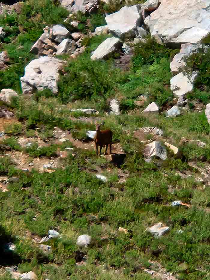 Guardaparques avistaron huemules al interior de reserva nacional en Región de Ñuble