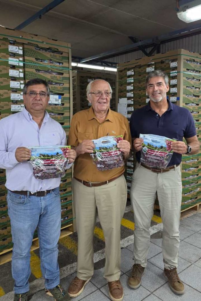 Histórico envío de uvas orgánicas a Estados Unidos marca un hito en la fruticultura sustentable regional
