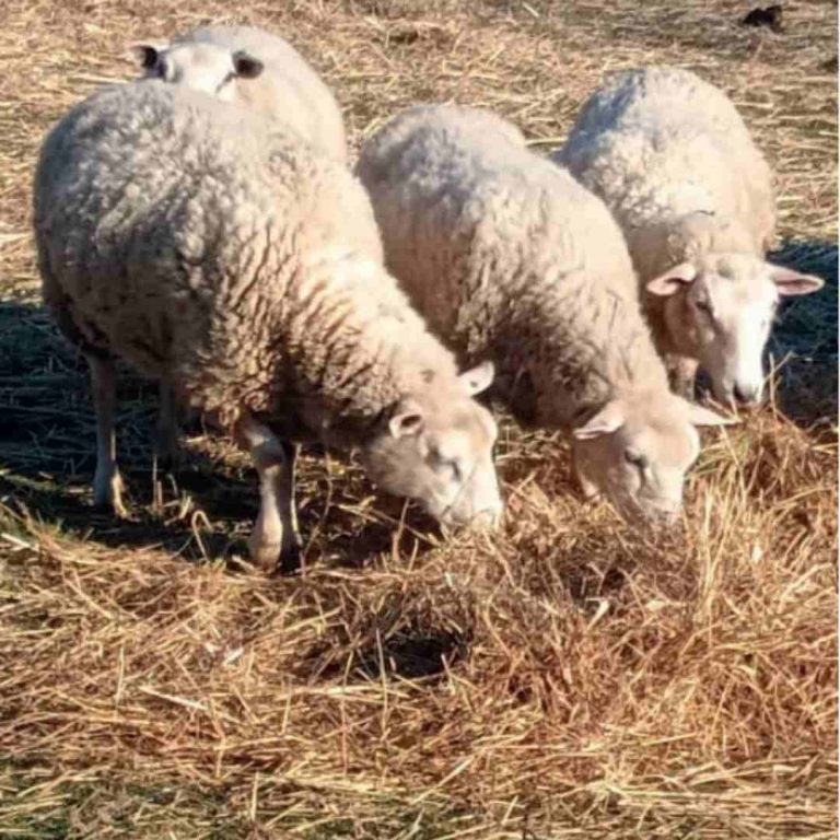 INIA La Platina e INIA Carillanca publican nuevo informativo sobre el uso de rastrojos de cereales en nutrición animal