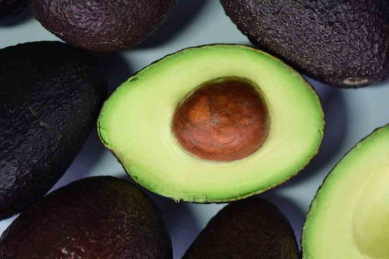 INIA y la palta: ciencia chilena para una fruta de clase mundial