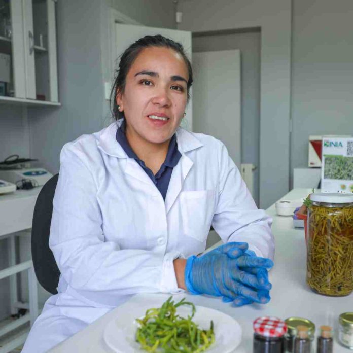 Investigadores de INIA Kampenaike estudian Potenciales usos de Salicornia magellanica para uso alimentario