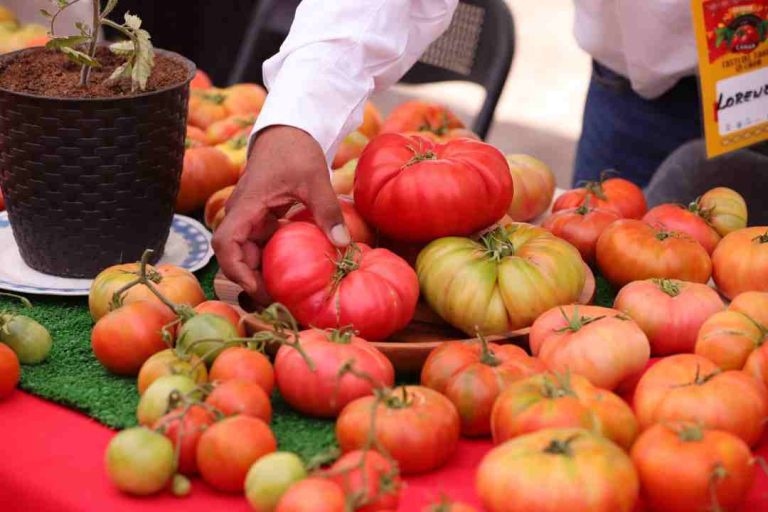 "Más de 2.500 personas participaron en la Fiesta del Tomate en Camar en una celebración única de sabor, tradición y música
