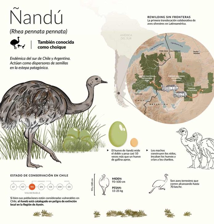 Argentina y Chile hacen historia con la primera translocación binacional de fauna silvestre