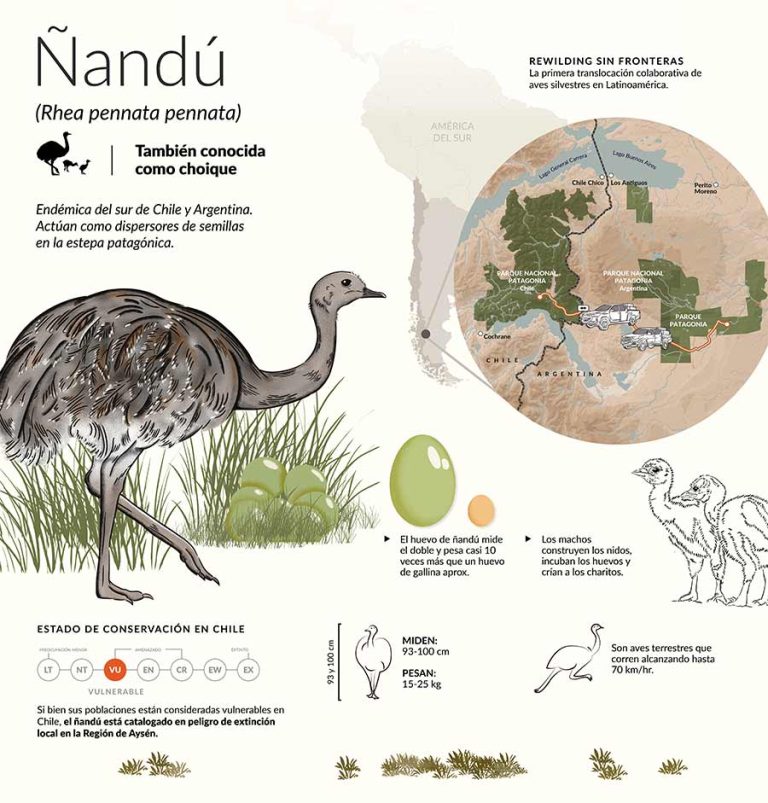 Argentina y Chile hacen historia con la primera translocación binacional de fauna silvestre