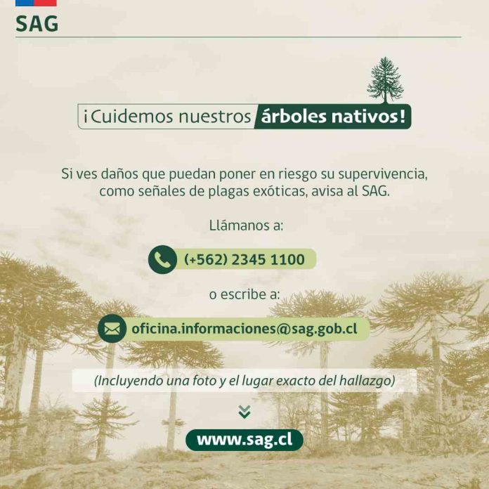 SAG lanza fichas de especies nativas para promover el cuidado de la sanidad del bosque