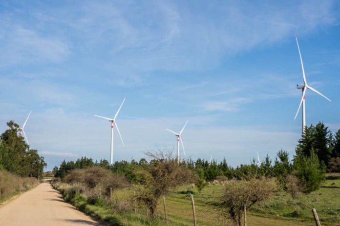 Vientos de cambio fauna chilena en peligro por los parques eólicos