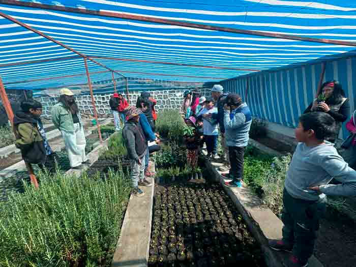 ¿Quiere solicitar árboles? CONAF Arica inicia Programa de Arborización 2025