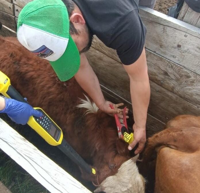 Si compras DIIO o aretes para tus animales, no olvides tu Declaración de Existencia Animal