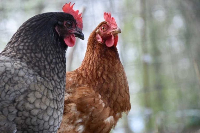 Beneficiarios con seguros subsidiados por el estado en el sector agrícola alcanzan más de 53 mil el año 2024