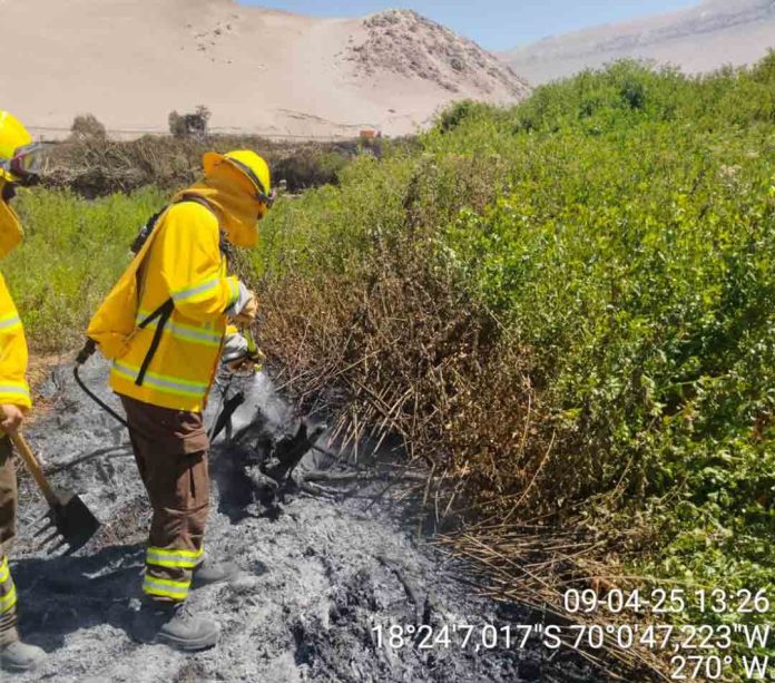Brigadistas forestales de CONAF controlan dos incendios forestales provocados por quemas ilegales en Lluta y Azapa