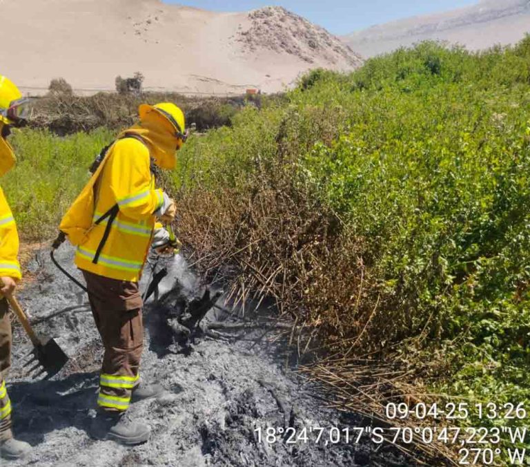 Brigadistas forestales de CONAF controlan dos incendios forestales provocados por quemas ilegales en Lluta y Azapa