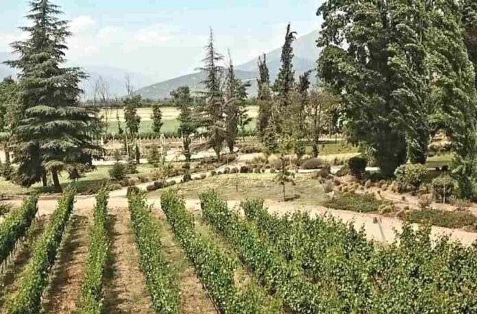 Brindis internacional: la vendimia chilena seduce a viajeros de todo el mundo
