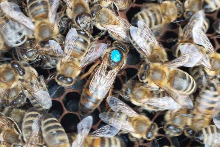 Chile realizó el primer envío de abejas reinas a Centro América