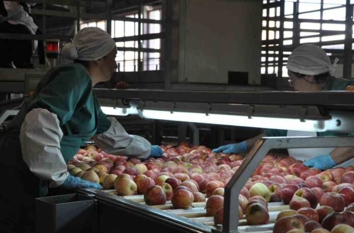 Chile y Perú acuerdan la reapertura a la exportación de manzanas chilenas