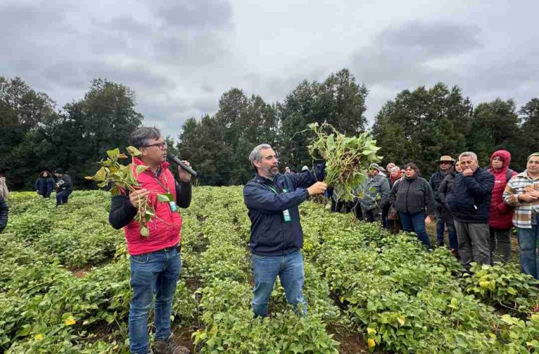 Experto de INIA: “la producción de porotos puede ser una alternativa rentable en la Región de Los Ríos”