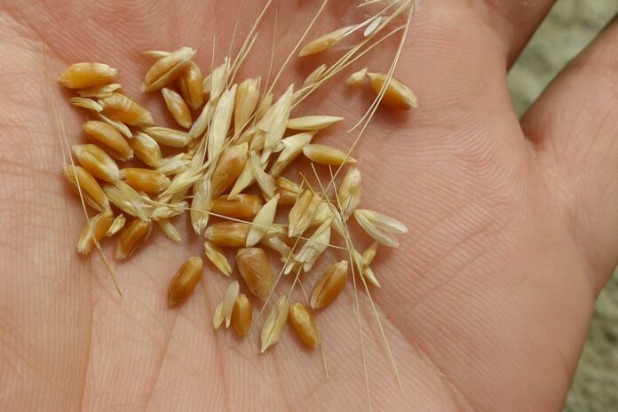 Expertos internacionales se reunirán en Chile ante amenaza alimentaria