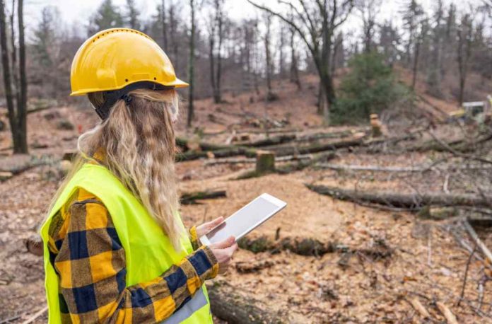 “Gender Analytics”: desarrollan app para calcular brecha salarial en el sector forestal