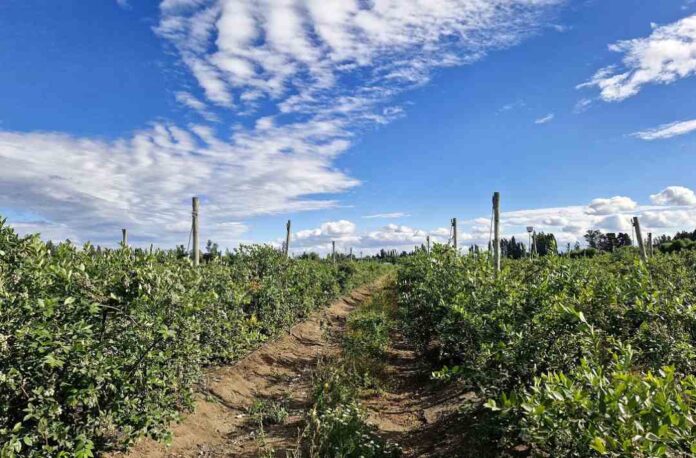INIA impulsa uso eficiente del agua de riego entre agricultores mediante sistema Smartfield o “campo inteligente”