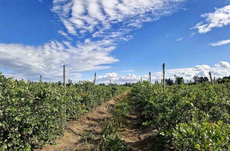 INIA impulsa uso eficiente del agua de riego entre agricultores mediante sistema Smartfield o “campo inteligente”