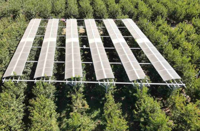 La Agricultura del Futuro: cómo los paneles agrofotovoltaicos están mejorando los cerezos y cuidan el medio ambiente