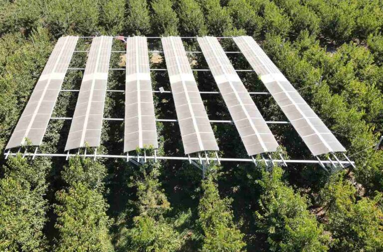 La Agricultura del Futuro: cómo los paneles agrofotovoltaicos están mejorando los cerezos y cuidan el medio ambiente