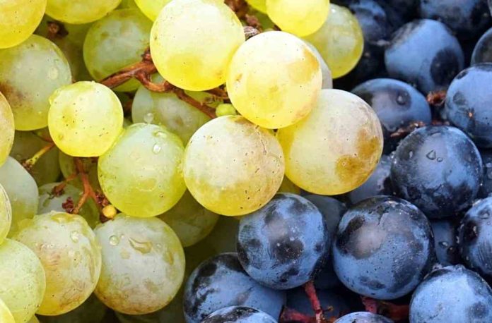 Nuevos aranceles de Estados Unidos: Autoridades llaman a la tranquilidad del sector frutícola de la Región de Valparaíso y destacan nuevas oportunidades para productores