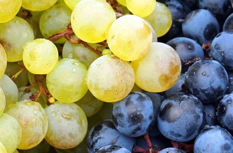Nuevos aranceles de Estados Unidos: Autoridades llaman a la tranquilidad del sector frutícola de la Región de Valparaíso y destacan nuevas oportunidades para productores