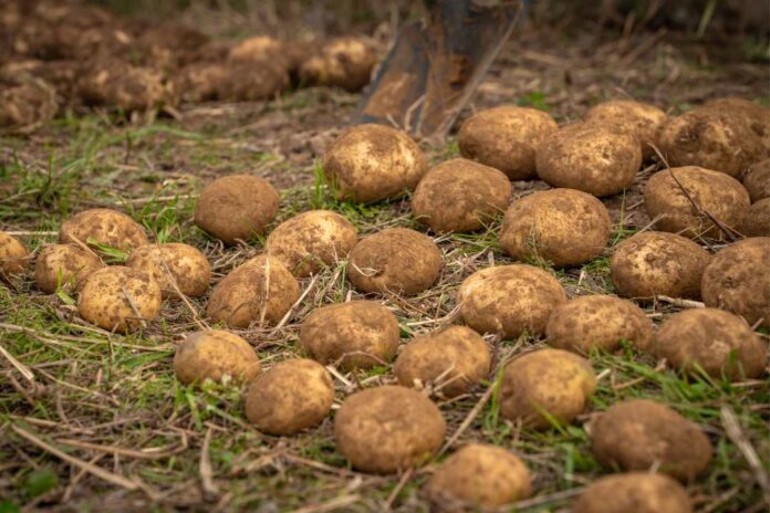 PepsiCo y Yara colaboran para reducir las emisiones en la agricultura