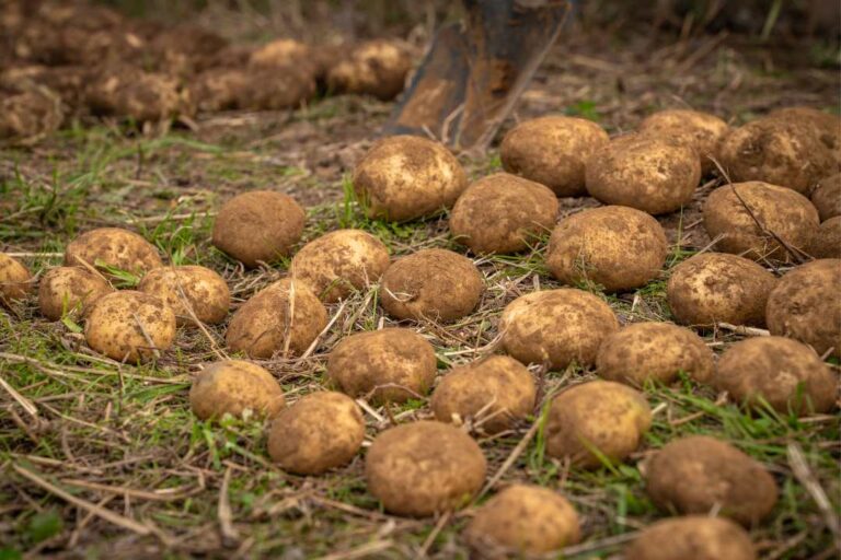 PepsiCo y Yara colaboran para reducir las emisiones en la agricultura