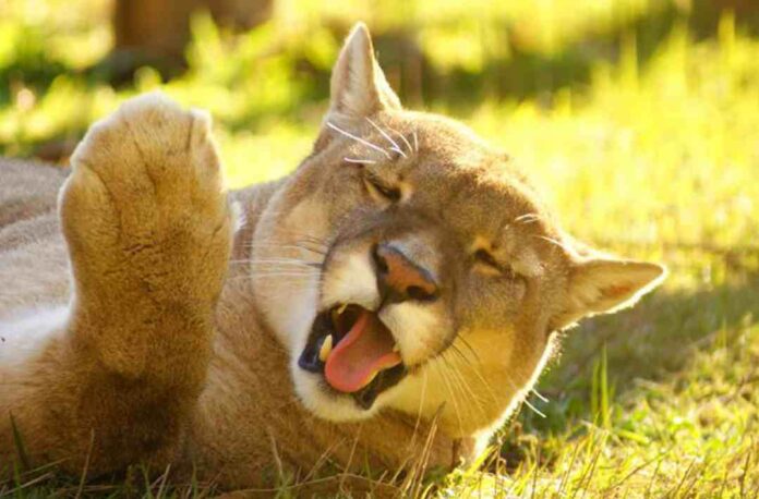 Puma hallado muerto en Torres del Paine: SAG realiza necropsia y entregará informe a Fiscalía