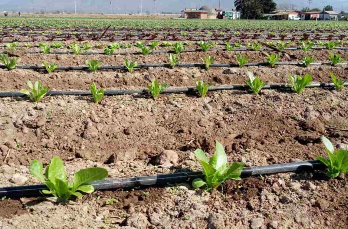 Regantes del Norte Chico podrán presentar sus iniciativas a concurso para las cooperativas y la seguridad alimentaria