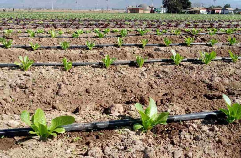 Regantes del Norte Chico podrán presentar sus iniciativas a concurso para las cooperativas y la seguridad alimentaria