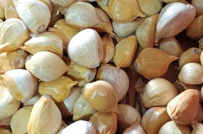 SAG Los Lagos certifica semilla de ajo chilote y destaca esfuerzo de productores/as de Chiloé