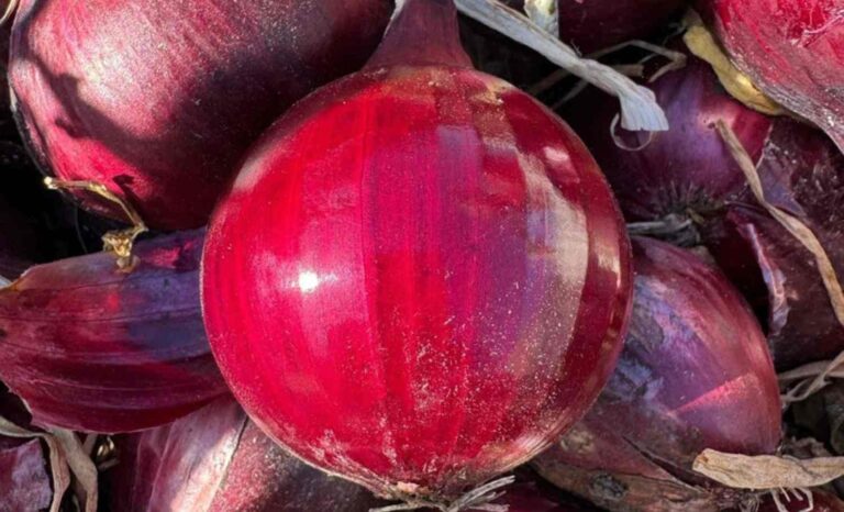 Variedades de cebolla morada más tolerantes impulsan una agricultura sostenible y rentable