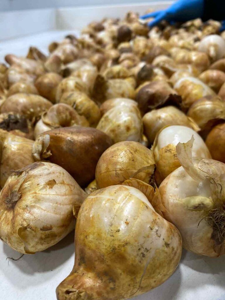 SAG Los Lagos certifica primera exportación de bulbos de tulipanes para el mercado de Perú